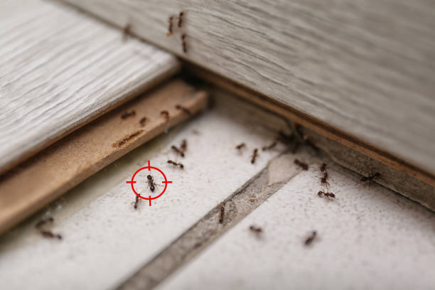 Bird Control in Tukwila, WA