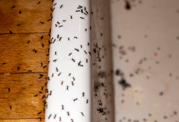 Best Wildlife Control Services  in Tukwila, WA