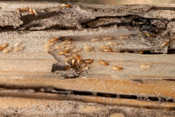 Best Local Pest Control Services  in Tukwila, WA