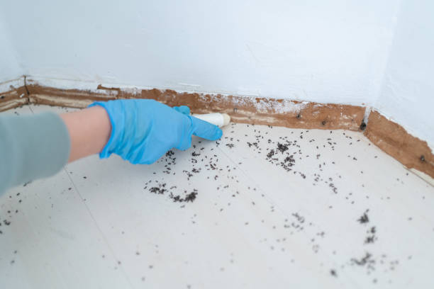 Best Residential Pest Control  in Tukwila, WA
